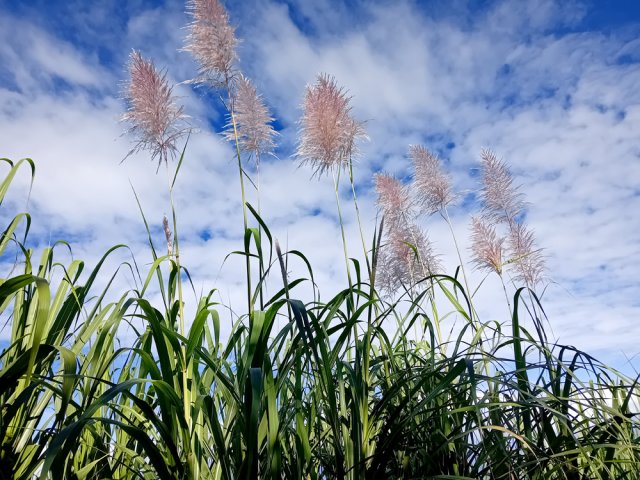 Les grandes fleurs de canne annoncent la campagne sucrière