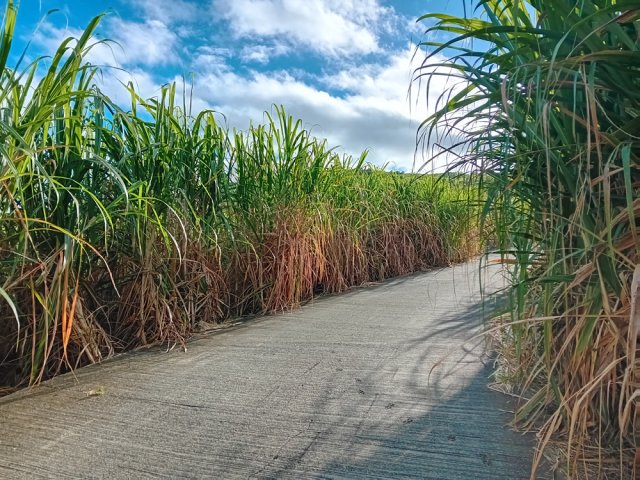 Très peu de circulation entre les champs de canne à sucre
