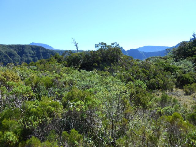 Une idée de la végétation recouvrant le sommet
