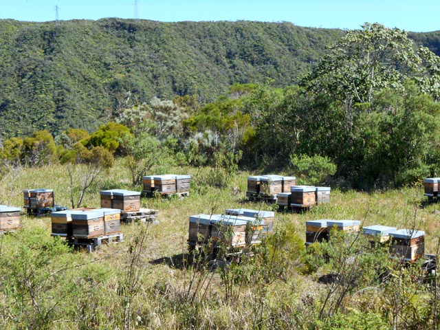 Laisser travailler les abeilles sans les déranger