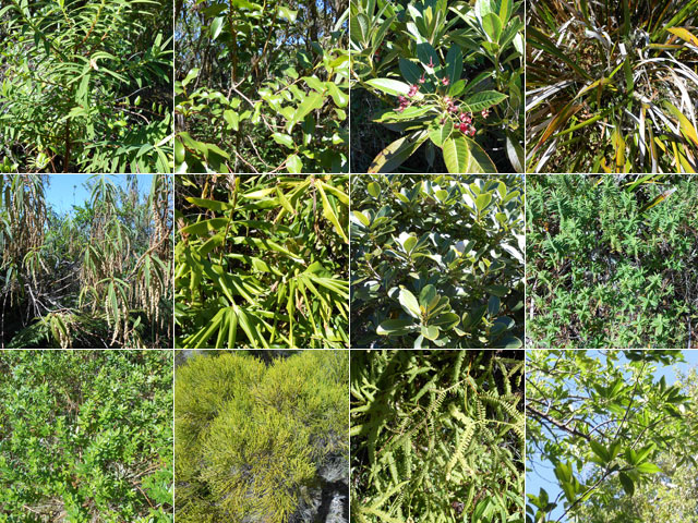 Les principales plantes rencontrées