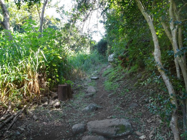 Début de la montée à partir de la touffe de bananiers