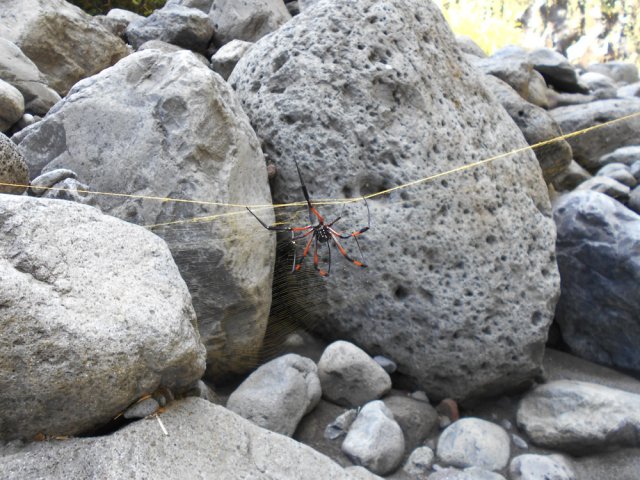 On se prend souvent les pieds dans ses toiles extrêmement solides