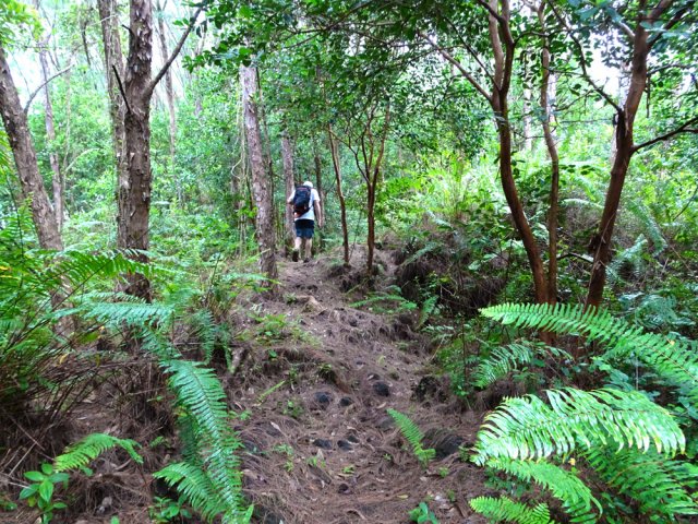 La marche se fait souvent sur un épais tapis d'aiguilles de filaos