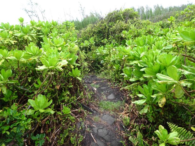 Une zone essentiellement couverte de manioc marron