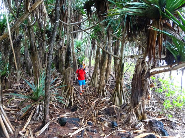 Au plus près de l'océan, les vacoas créent un peu d'ombre