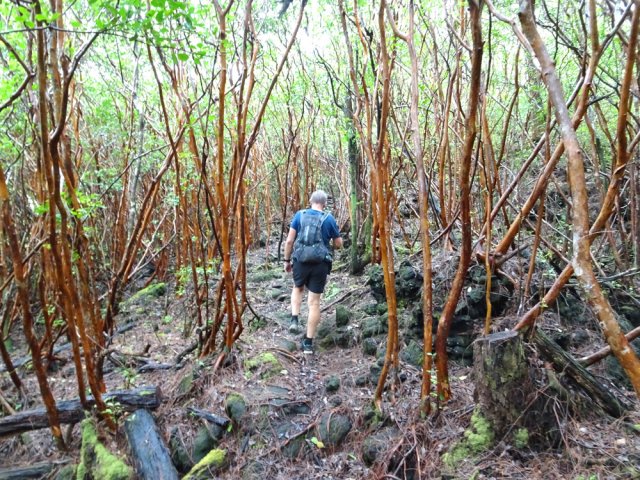 On retrouve régulièrement les goyaviers à travers les roches