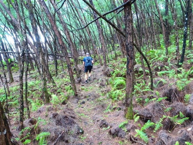 Traversée d'une zone incendiée où la vie a repris ses droits