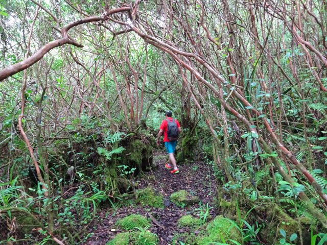 Roches, mousses mais surtout beaucoup de goyaviers sur ce tronçon