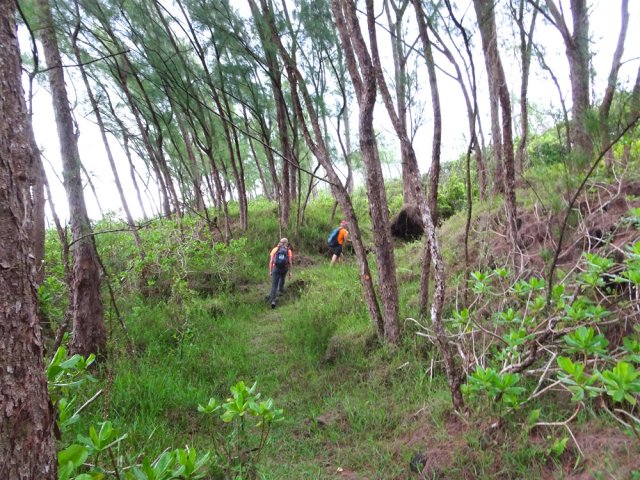 Les filaos ne sont pas encore envahis de goyaviers