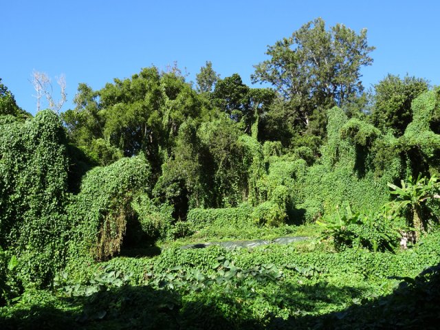 Les lianes ont pris possession des arbres bordant la rivière