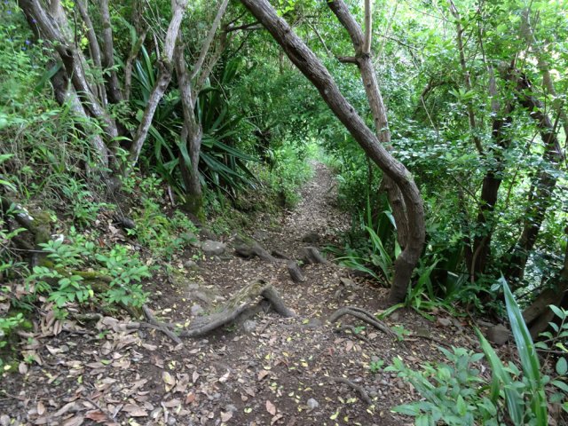 Une idée du sentier qui descend vers la ravine