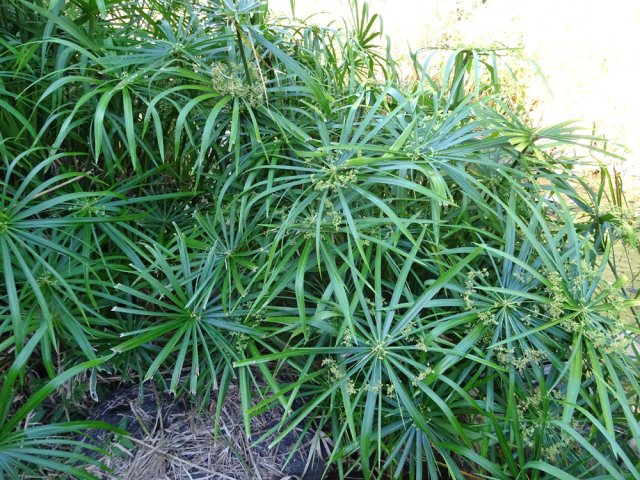 Les papyrus poussent en grosses touffes