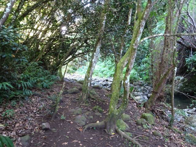 Passage sous les arbres de la rive