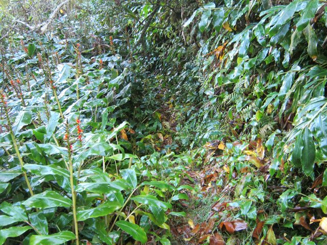 Le sentier est régulièrement entretenu mais reste étroit