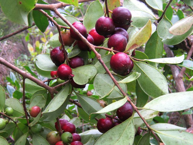 Cette région est renommée pour ses goyaviers