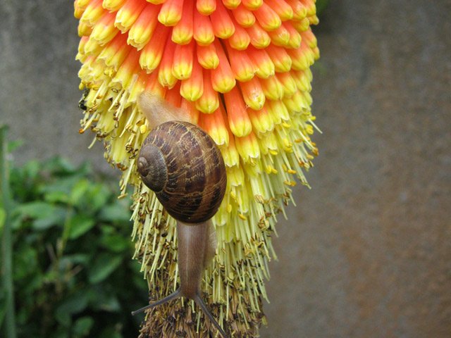 Un escargot rentre se coucher au petit matin