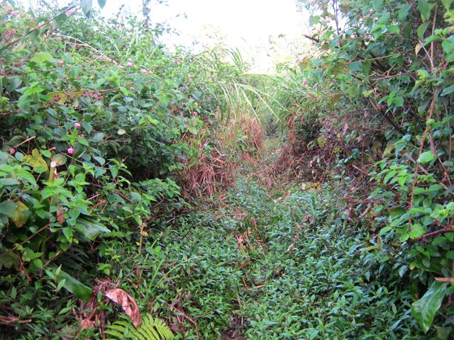 Le sentier en début de parcours, royaume des pestes végétales