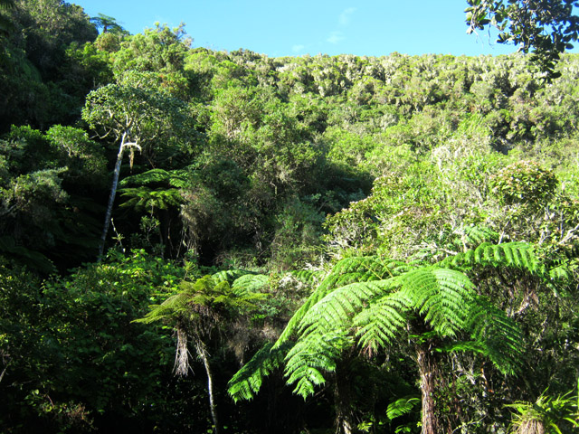 Très belle forêt de bois de couleurs
