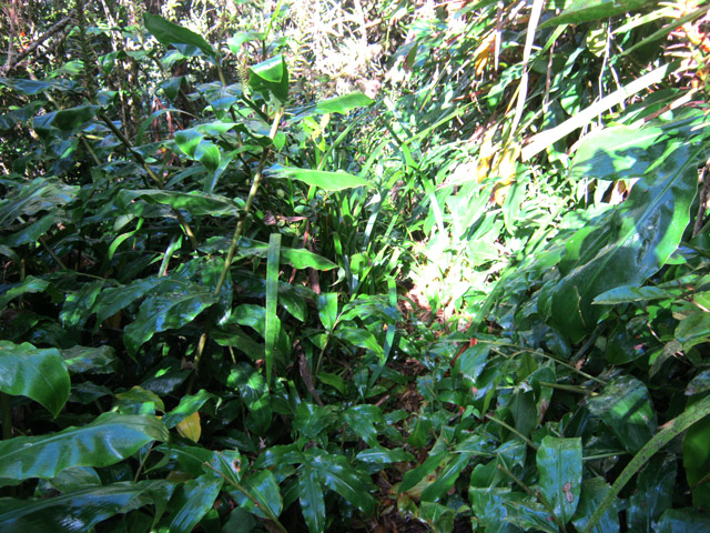 Et toujours les longoses chères à la région