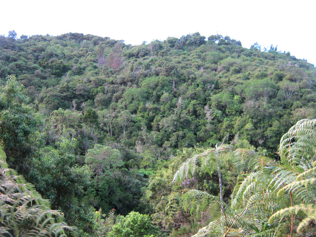 Les pitons arborés au dessus de Bras Sec les Hauts