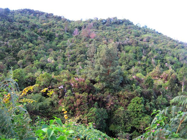 Une idée du relief et de la végétation