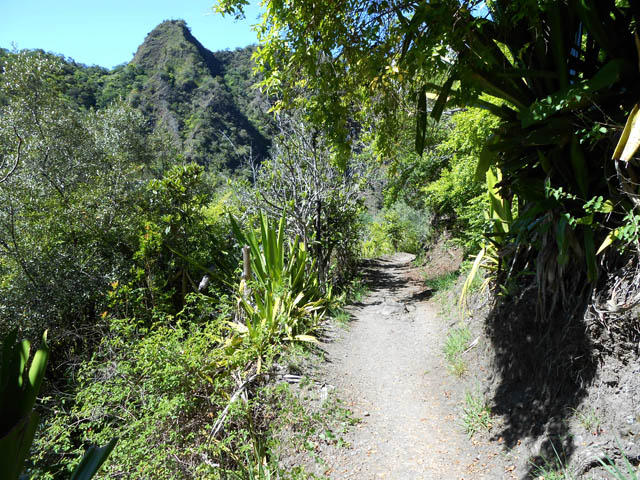 Le très agréable sentier de la Boucle du Bras rouge dans une portion plate