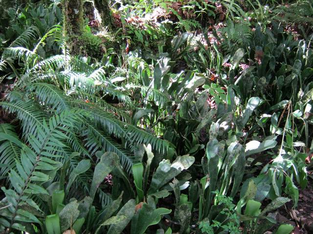 Des langues de boeuf (Anthrophium borynum) partout