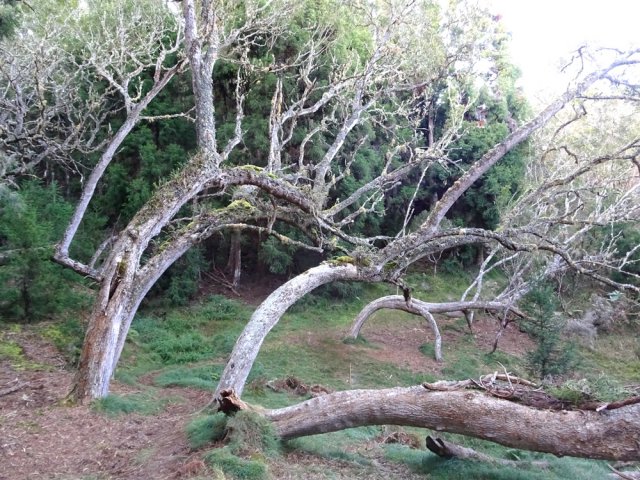 Beaucoup d'arbres penchés vers le sol