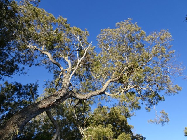 Ne pas manquer quelques beaux spécimens de tamarins des hauts baignés par le soleil