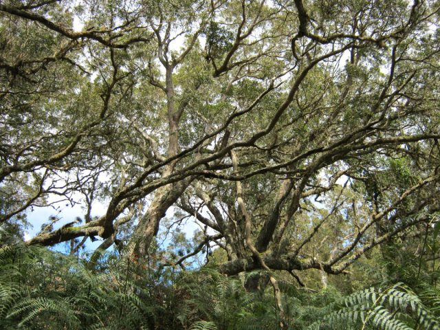 D'autres arbres poussent plus touffus
