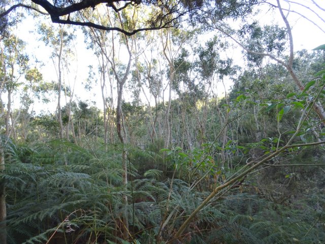Une jeune tamarinaie sortie définitivement des fougères