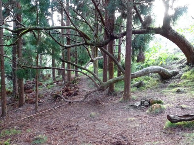 Le sentier débute dans les cryptomerias sur une courte distance