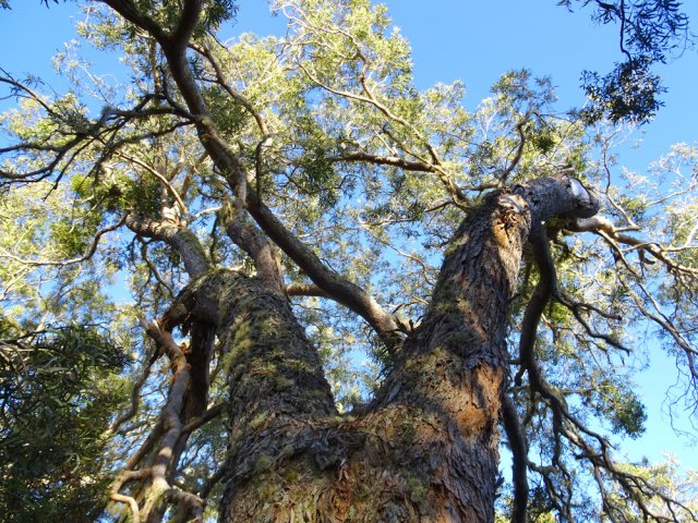 Nouveau tamarin méritant une courte halte