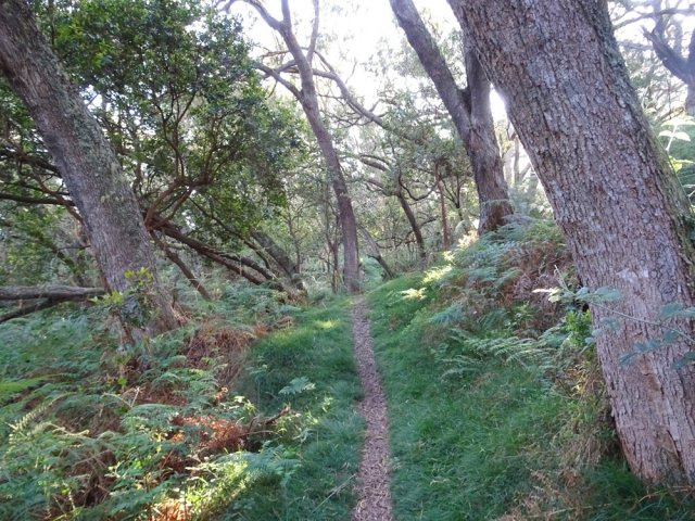 Le sentier du retour au milieu des tamarins
