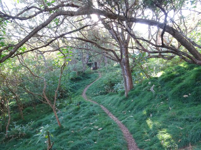 Et toujours ces arbres penchés du même côté