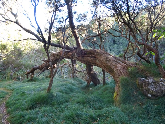 Nouvelle halte près d'un superbe tamarin hélas tombé au sol