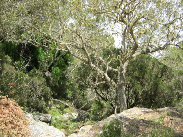 Les premiers tamarins font vite leur apparition