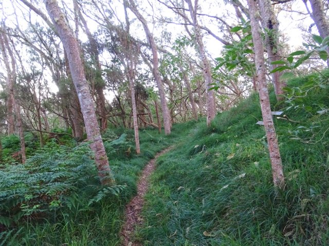 Très agréable sentier bien marqué dans l'herbe