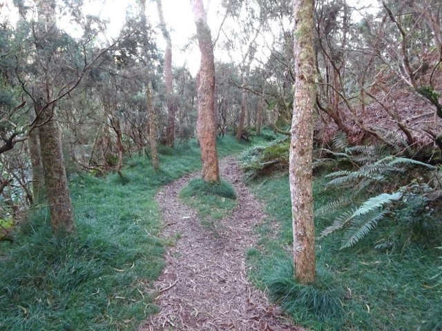 Le sol est recouvert des feuilles de tamarins