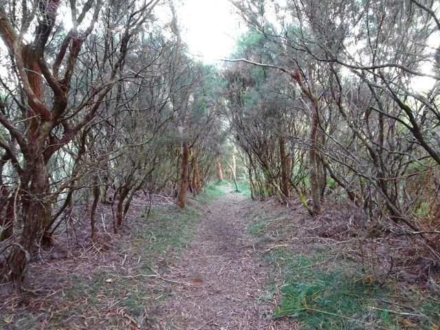 Zone abritant des branles verts de haute taille