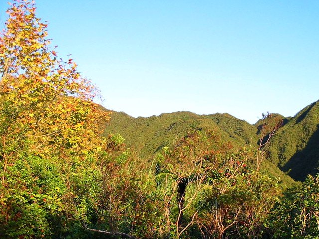 Un des derniers platanes du circuit avant la montée