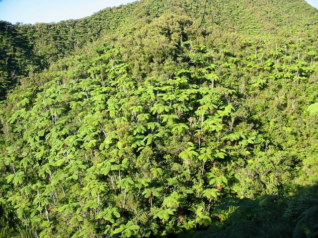 Les fougères arborescentes (fanjan) y sont les plus nombreuses