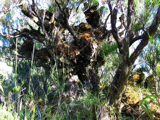 La taille de ces branles verts est impressionnante