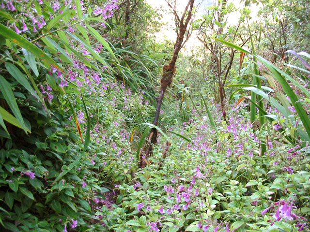 Quelques portions fleuries mais sentier étroit