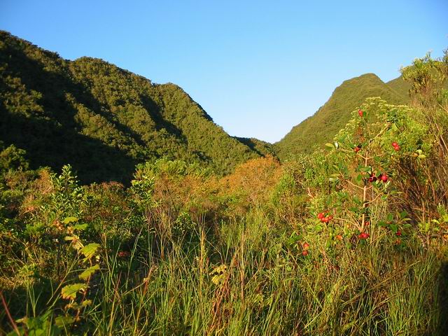 Cheminement dans les herbes près des goyaviers