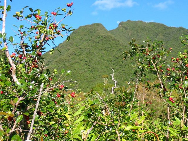 La Plaine des Palmistes n'est pas la capitale du goyavier pour rien