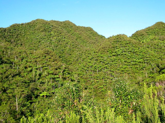 Une bonne idée de la végétation recouvrant le Morne des Etangs