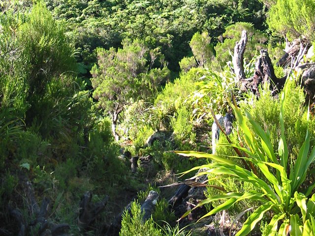 Une portion de sentier difficile sur racines de vieux branles verts