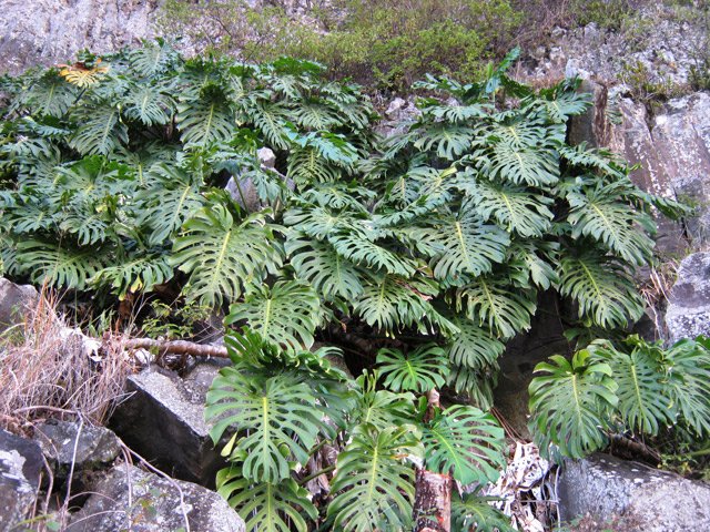Même après un bon nettoyage il y a encore de la végétation curieuse pour l'endroit